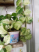 Indoor plants